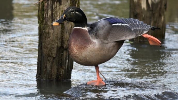 カモの交雑 カルガモ×マガモ 雄 伸びなど