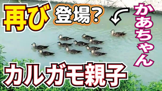 ネイチャーラディ動画更新!再びあの家族に出逢う!