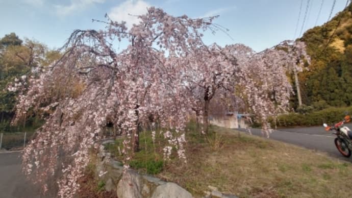 新長谷寺さんの枝垂れ桜