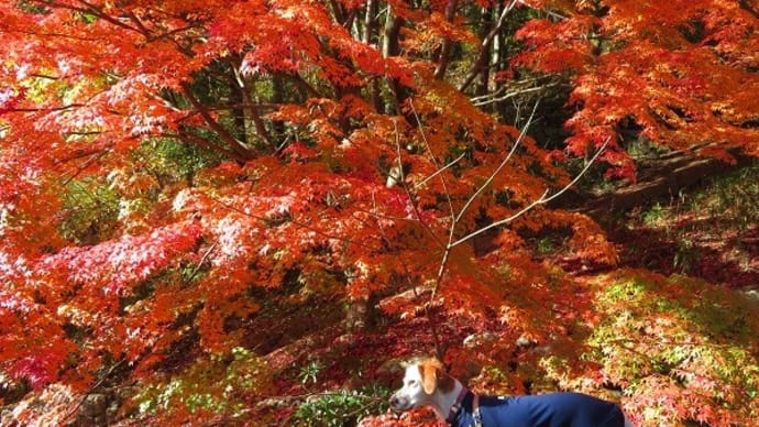 散り紅葉を見に再度公園まで♪