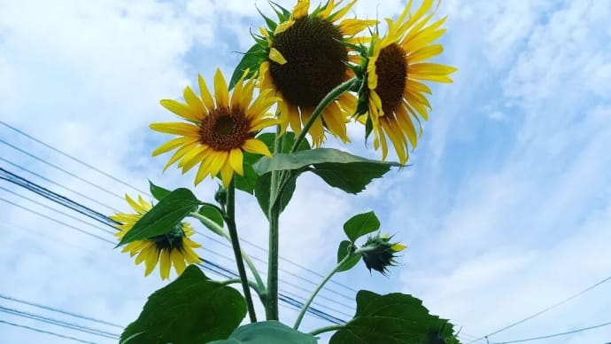 一本に沢山の🌻ひまわり