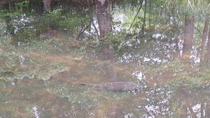 午後の散歩は?~魚の観賞をしました