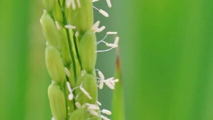 お米の実りはこの小さな花から！・・・稲の花　散歩道風景
