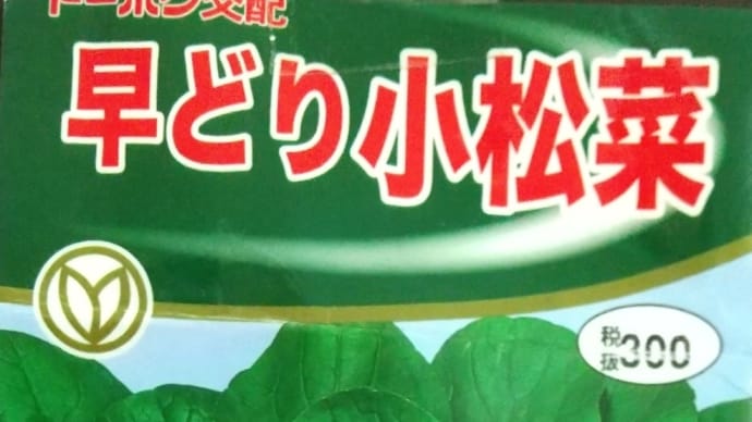 🌱小松菜の栽培《収穫開始》