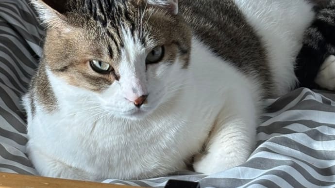 コテblog🐱👙🐱👙🐱