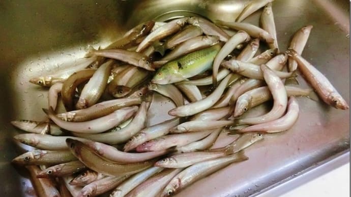 燧灘にある四阪島周辺のキス釣りは大釣果だった。 +頂き物の話 新居浜便り