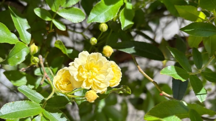 モッコウバラ開花