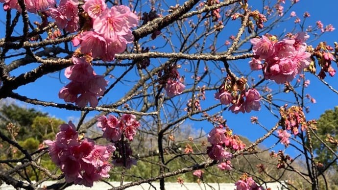 2022年1月6日「日本一早咲きの土肥桜!開花情報!」