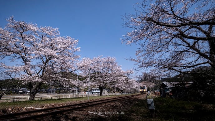 2025' SAKURA (Ⅱ)