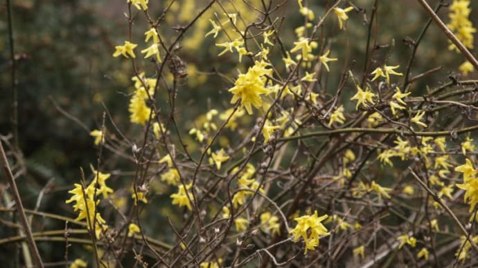 中国、甘粛省の早春の花