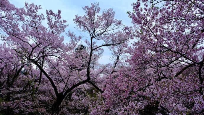 信州桜紀行2022 <高遠桜はまさに「天下第一の桜」でした>