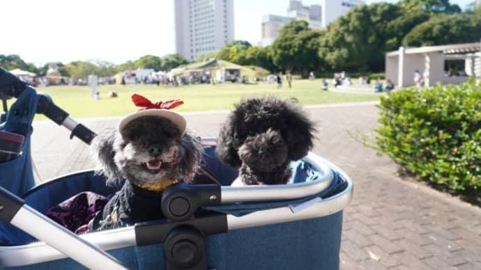 ドッグラン in 幕張海浜公園 に行ってきました1