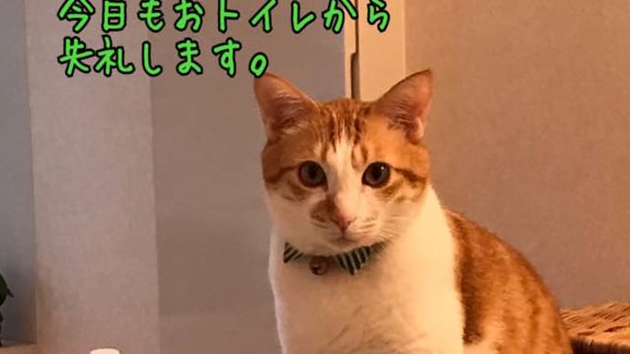 3日連続にゃた男だと…?