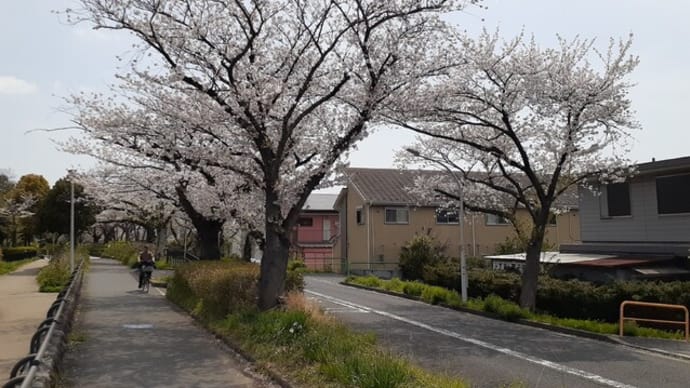 水元公園桜堤に桜咲く