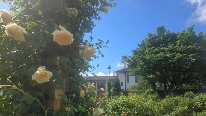 薔薇満開のイギリス館グランミューズサロン!