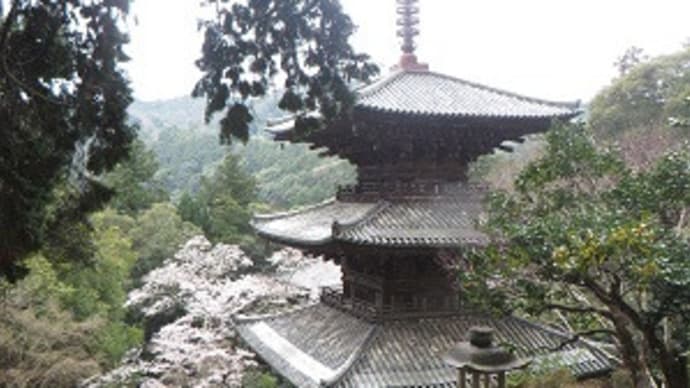 播磨の”美塔”を桜が彩る_加西市 一乗寺 国宝 三重塔