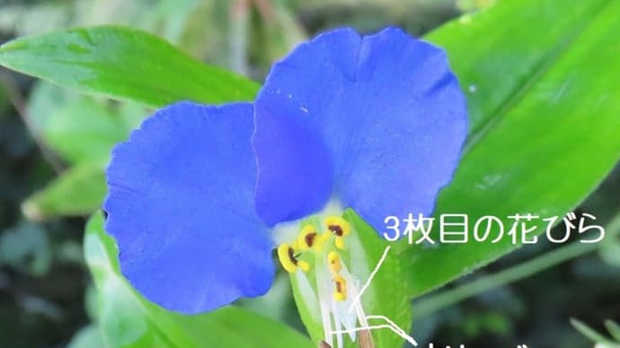 めしべがない、ツユクサとマルバツユクサ
