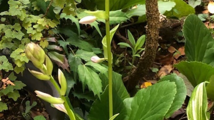 ギボウシの花が咲きそうです。 20220624