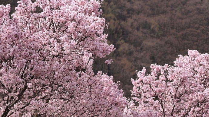 ★薄川上流の色の濃い小彼岸桜①🌸　2022