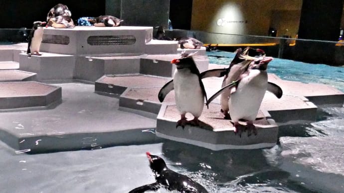 札幌の新名所!狸小路の都市型水族館です!~「AOAO SAPPORO(アオアオ サッポロ)」~