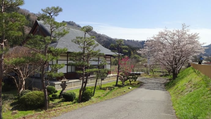 【信州新町】 桜に惹かれて卍常光寺卍