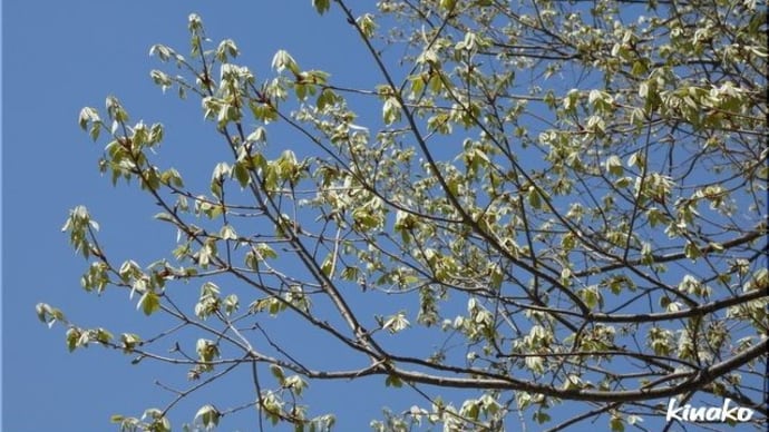 樹木の芽吹き。