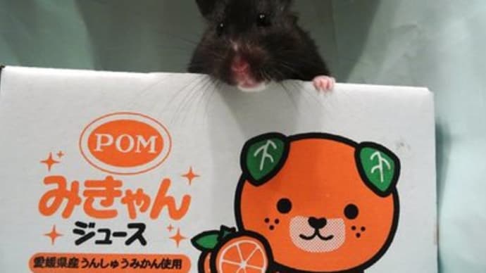 みきゃんと黒仔
