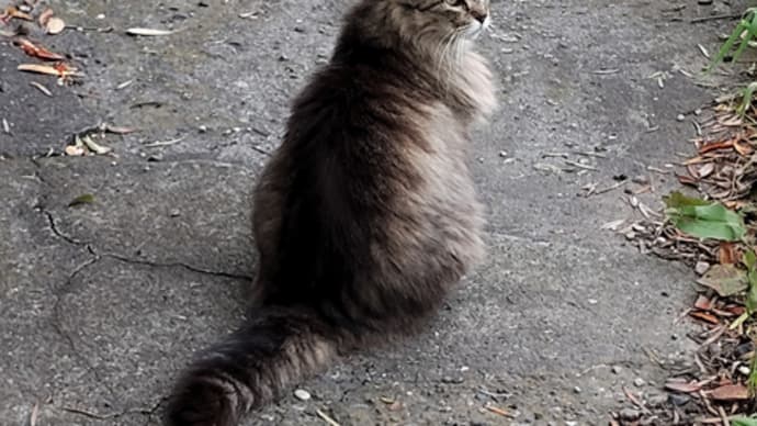 飛べない猫は地上にいる。