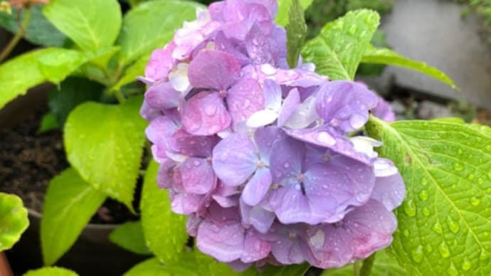 The rainy season.梅雨入り。