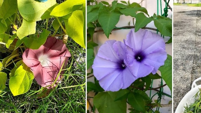 今日の庭花*白いゼフィランサスと真っ赤な花手毬とアサガオの団十郎が咲いたとです(*^^)v