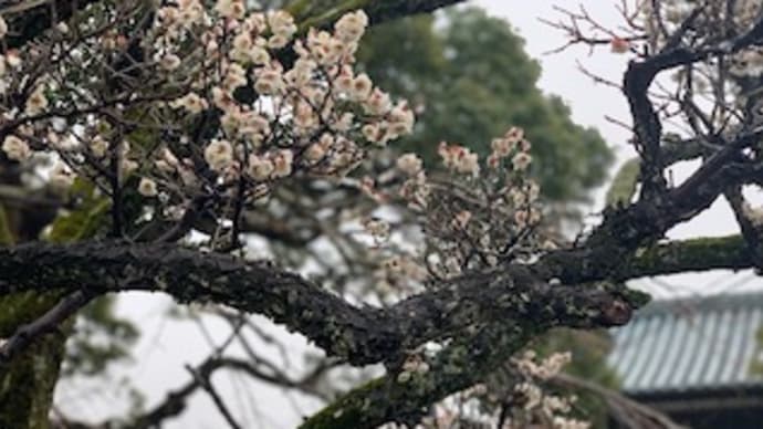 アウトブレイク寸前か