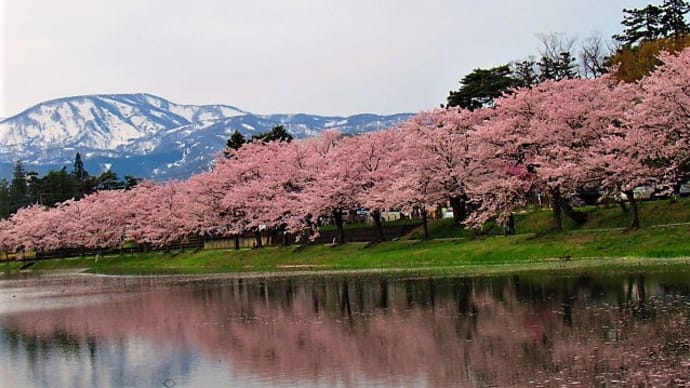 高田城址公園からの桜。