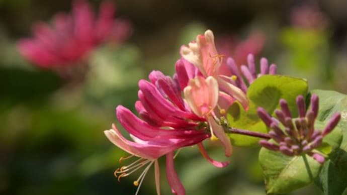 138タワーパークで見て来たお花