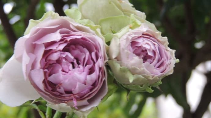 春に開かなかったコフレの二番花