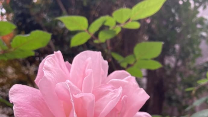 寒薔薇と葛根湯
