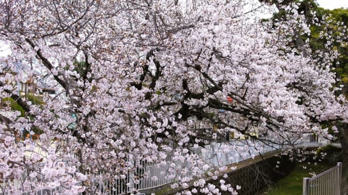 專稱寺(せんしょうじ)の見事な桜を観賞