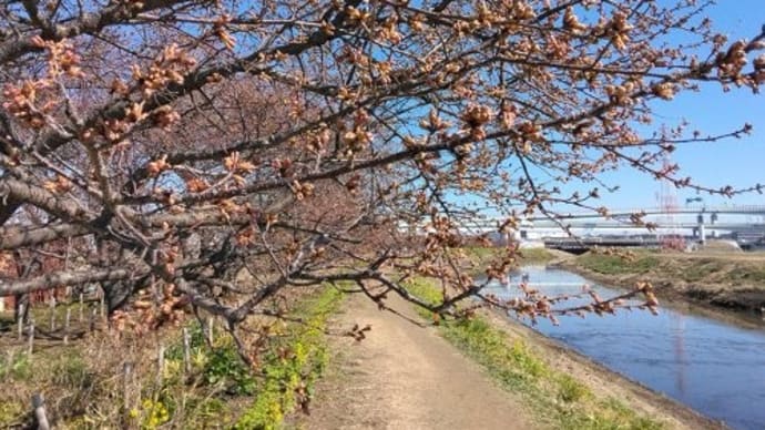 今年の河津桜は