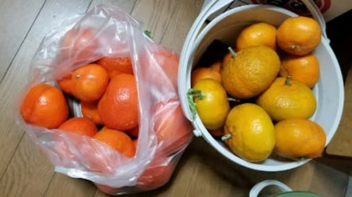小原紅早生 in しなじみかん園
