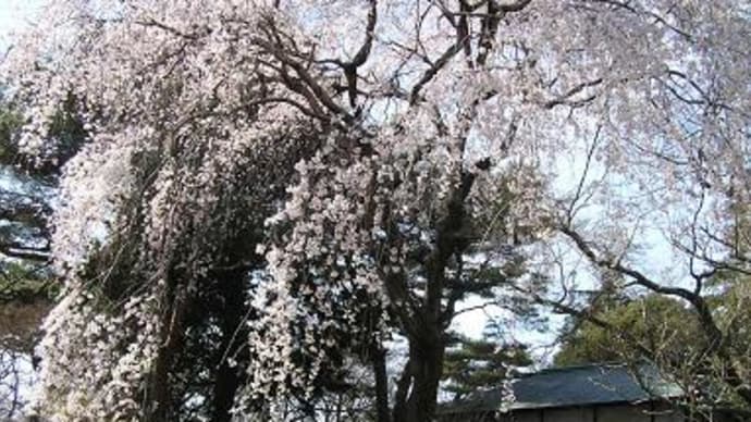 清水公園のしだれ桜満開でしたぁ♪
