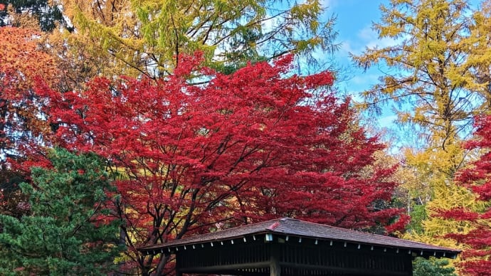 豊平公園で紅葉めぐり!~とエゾリスと洋ラン展と。~