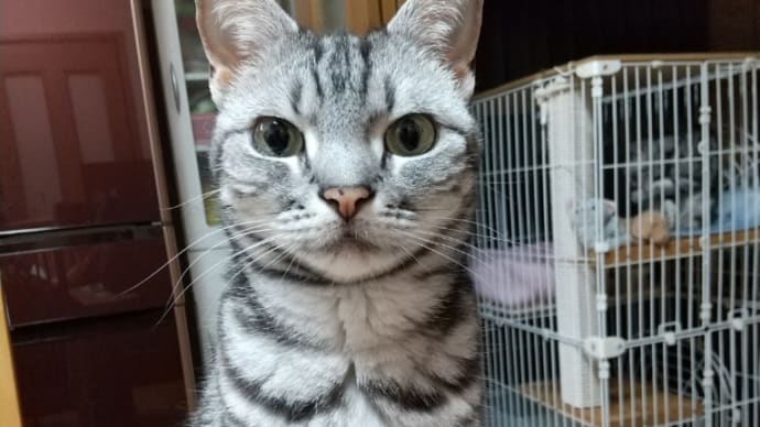 髪の毛のイライラ再燃。