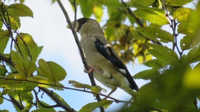 イカル(富山県総合運動公園/富山市南中田)