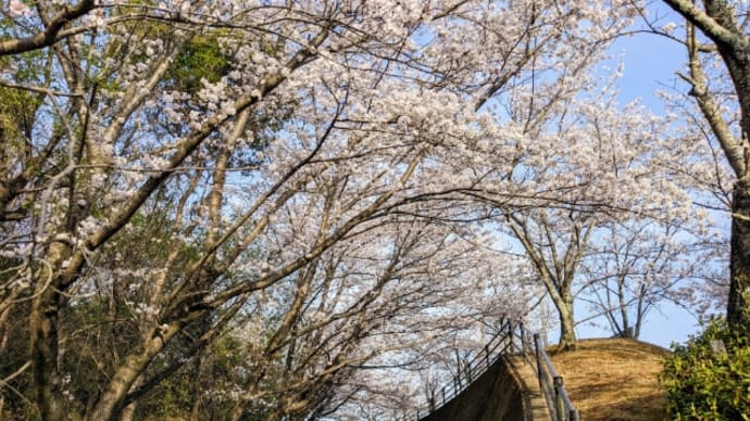 桜 満開近し