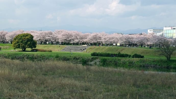 昭代橋から新富士見橋まで、桜を眺めて入間川右岸を歩く