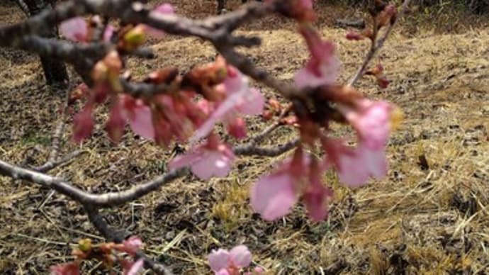 静岡県伊豆市の河津桜とメジロ