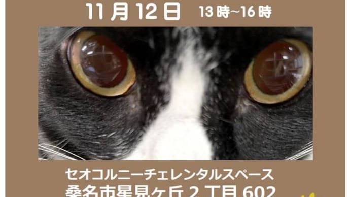 子猫わらわら現場