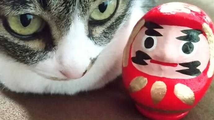 春を告げるだるま祭り