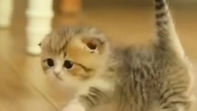 また受付にゃり🐱