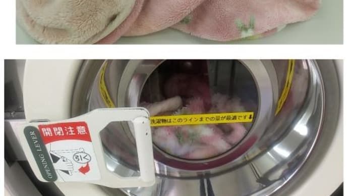 ♪ 今ごろ、冬毛布を洗ってるなんて? 冷え性・寒がりだからね
