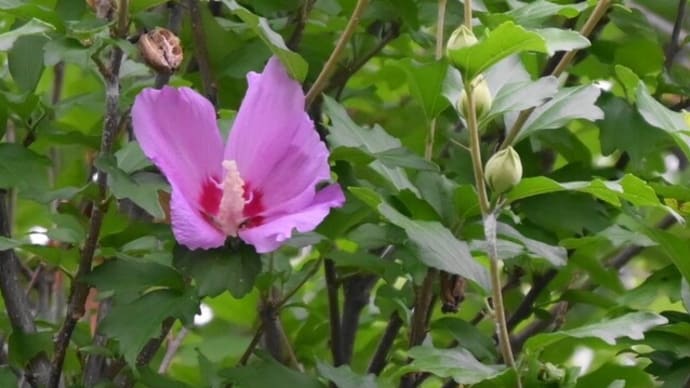 ムクゲの花